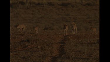 Pack Of Dingo Walking Through Bush