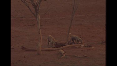 Two Dingo Feeding On Carcass
