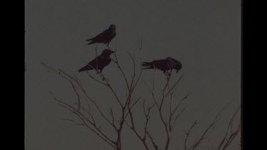 Pack Of Crows In Tree