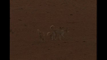 Pack Of Dingo Walking Through Bush Plus One Urinating
