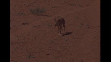 Solo Dingo Walking