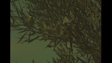 Budgerigars In Tree