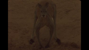 Large Kangaroo At Watering Hole