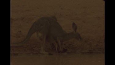 Kangaroo And Joey Drinking