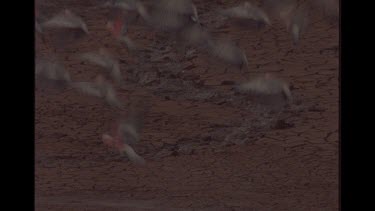 Group Of Galahs On Ground