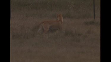 Dingo Standing Over Freshly Killed Sheep