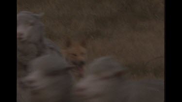 Dingo Attacking Sheep