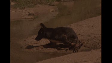 Black Dingo In Trap Shot Dead