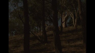 Dingo Sleeping On A Rock In Bush