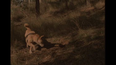 Dingo Entering Rabbit Burrow