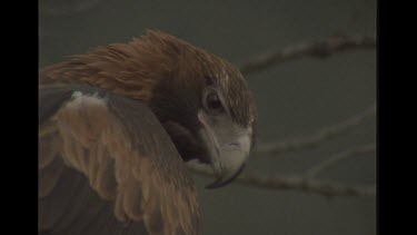 Wedge Tailed Eagle Close Up