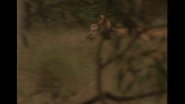 Pack Of Dingo Running, One Dingo Holds Rabbit In Mouth
