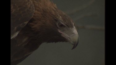 Wedge Tailed Eagle Close Up