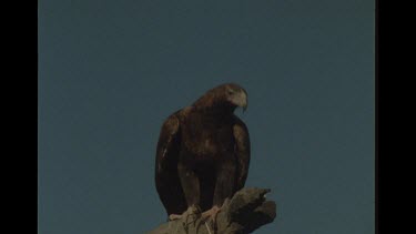 Wedge Tailed Close Up In Tree