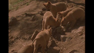 Dingo Pups Mauling A Dead Rabbit
