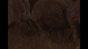 Hind of Sheep Running In Slow Motion