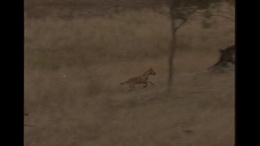 Pack Of Dingo Hunting A Kangaroo