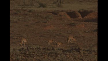 Dingo Mother And Pups