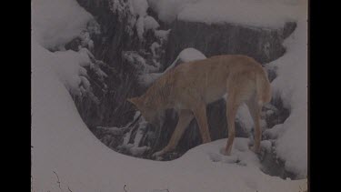 Dingo In The Snow