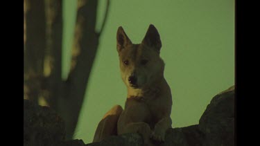 Portrait Shot Of Dingo