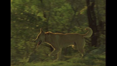 Dingo In The Bush