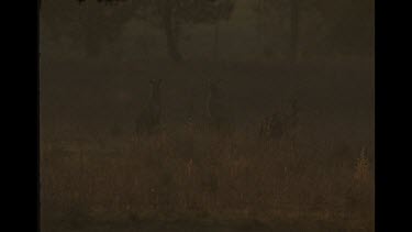 Kangaroos In The Early Morning Watching For Predators