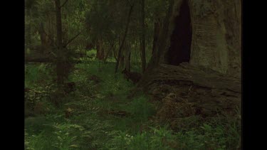 Kangaroo Looking Within The Bush