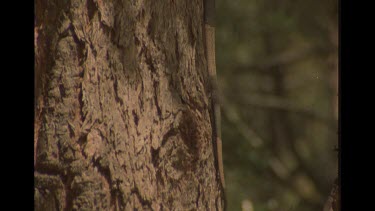 Goanna On Side Of Tree