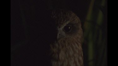 Owl Close Up