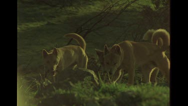 Three Dingo Settling Down To Rest