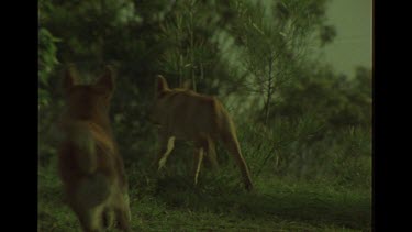 Two Dingo Scampering Off Into The Bush