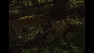 Young Dingo Trying To Encourage Play With Older Dingo