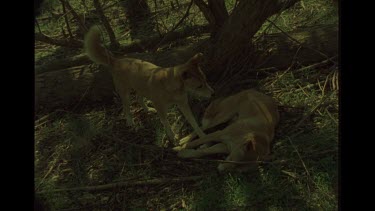 Young Dingo Antagonizing Older Sleeping Dingo