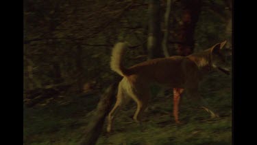 Injured Dingo Walking Through Bush