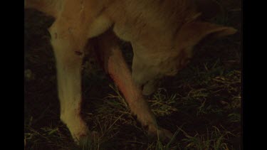 Injured Dingo Licking Wound and Returning To His Mate