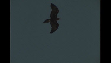 Wedge Tailed Eagle In Flight