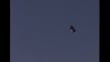 Magpie Swooping