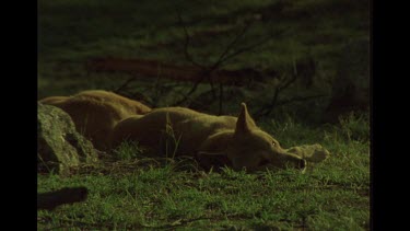 Resting Dingo Reacting To Hearing A Noise