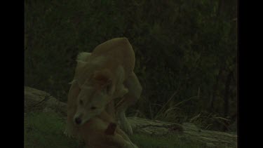 Pair Of Dingo Mating