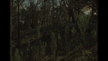 Dingo Walking Through The Bush