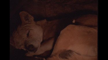 Mother Dingo Sitting On Newborn Pup