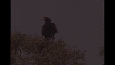 Two Wedge Tailed Eagles In Nests