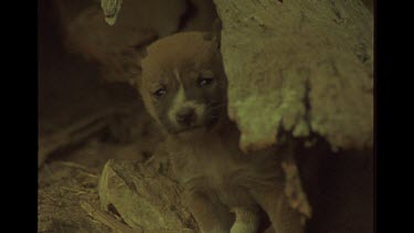 Dingo Puppy Looking Out From Lair