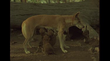 Dingo Puppy's Feeding On Mother's Milk