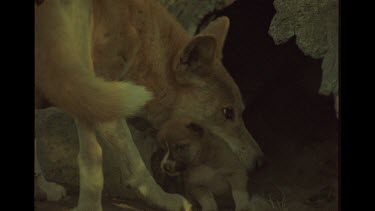 Dingo Mother Pushing Her Babies Back Into Lair