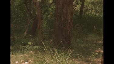 Goanna On Side Of Tree