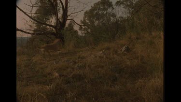 Quick Shot Of Dingo Running Through Bush