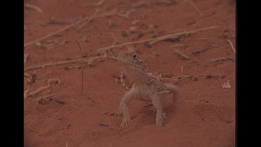 Central Netted Dragon In Australian Desert