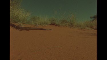 Woma python Snake Across The Desert