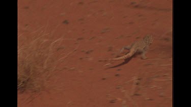 Dragon Lizard Running To Hide